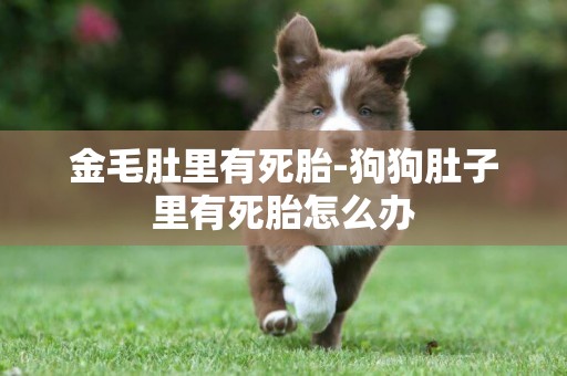 金毛肚里有死胎-狗狗肚子里有死胎怎么辦