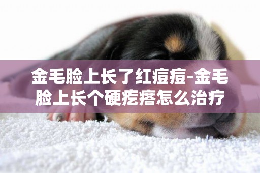 金毛臉上長了紅痘痘-金毛臉上長個硬疙瘩怎么治療