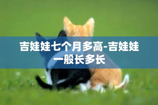 吉娃娃七個月多高-吉娃娃一般長多長