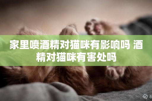 家里噴酒精對貓咪有影響嗎 酒精對貓咪有害處嗎