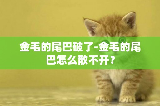 金毛的尾巴破了-金毛的尾巴怎么散不開？