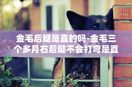 金毛后腿是直的嗎-金毛三個多月右后腿不會打彎是直的是不是缺鈣