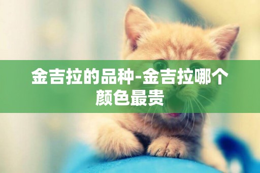 金吉拉的品種-金吉拉哪個顏色最貴