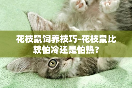 花枝鼠飼養技巧-花枝鼠比較怕冷還是怕熱？
