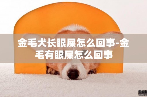 金毛犬長眼屎怎么回事-金毛有眼屎怎么回事