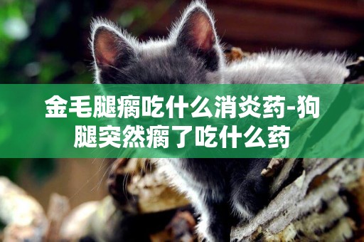金毛腿瘸吃什么消炎藥-狗腿突然瘸了吃什么藥