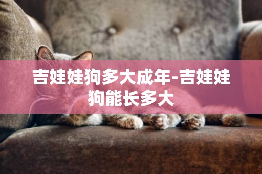 吉娃娃狗多大成年-吉娃娃狗能長多大
