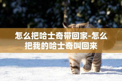 怎么把哈士奇帶回家-怎么把我的哈士奇叫回來