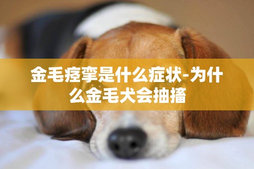 金毛痙攣是什么癥狀-為什么金毛犬會抽搐