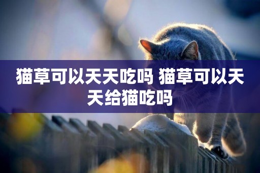 貓草可以天天吃嗎 貓草可以天天給貓吃嗎