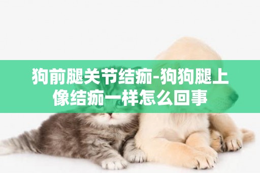 狗前腿關節結痂-狗狗腿上像結痂一樣怎么回事