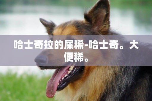哈士奇拉的屎稀-哈士奇。大便稀。