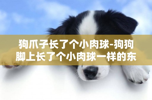 狗爪子長了個小肉球-狗狗腳上長了個小肉球一樣的東西，要緊嗎