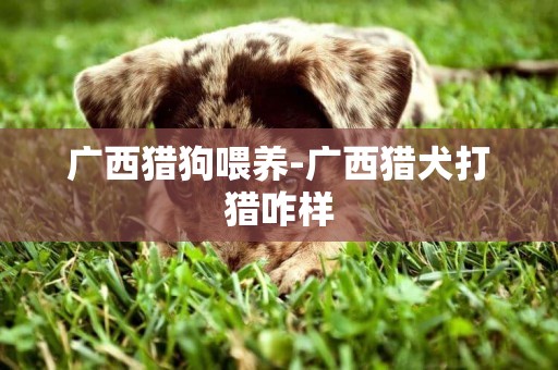 廣西獵狗喂養-廣西獵犬打獵咋樣