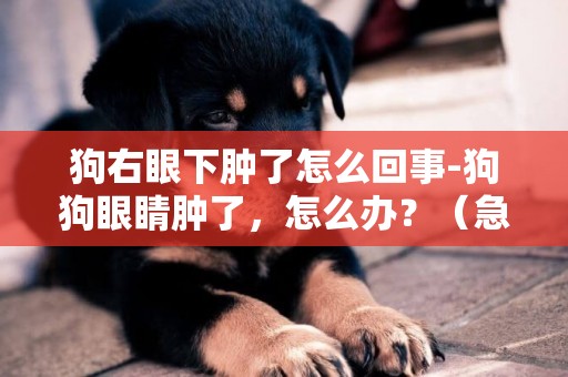 狗右眼下腫了怎么回事-狗狗眼睛腫了，怎么辦？（急）