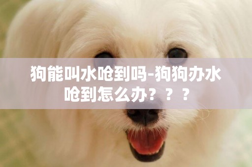 狗能叫水嗆到嗎-狗狗辦水嗆到怎么辦？？？