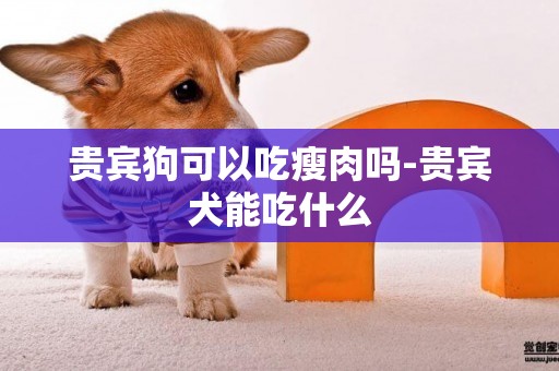 貴賓狗可以吃瘦肉嗎-貴賓犬能吃什么
