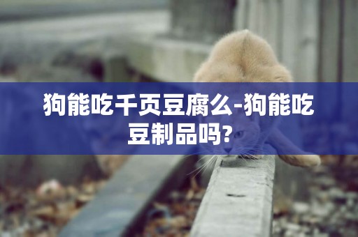 狗能吃千頁豆腐么-狗能吃豆制品嗎?