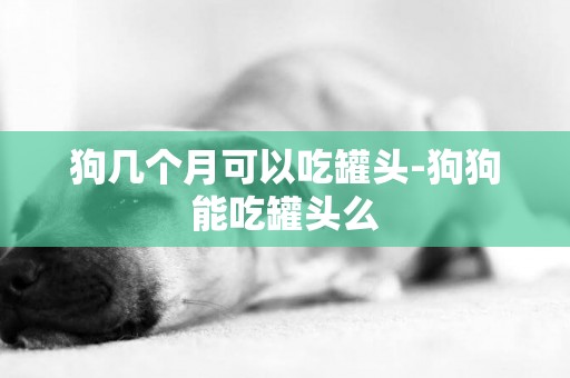 狗幾個月可以吃罐頭-狗狗能吃罐頭么