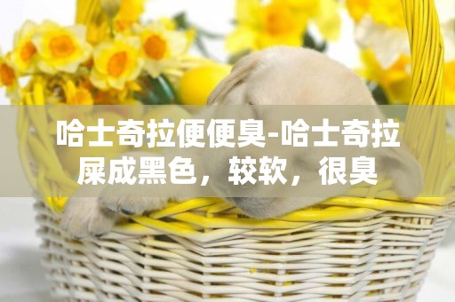 哈士奇拉便便臭-哈士奇拉屎成黑色，較軟，很臭