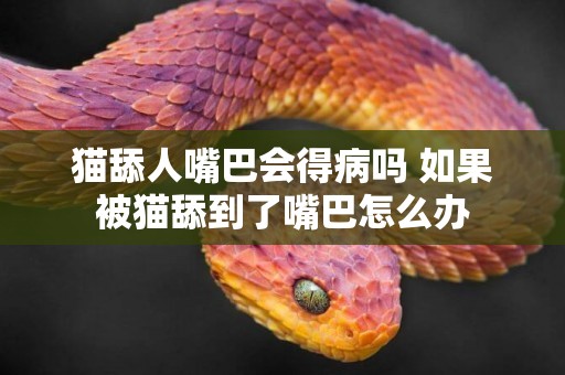 貓舔人嘴巴會得病嗎 如果被貓舔到了嘴巴怎么辦