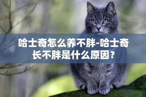 哈士奇怎么養不胖-哈士奇長不胖是什么原因？