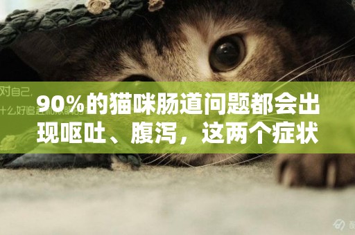 90%的貓咪腸道問題都會出現嘔吐、腹瀉，這兩個癥狀是真的嗎？ 