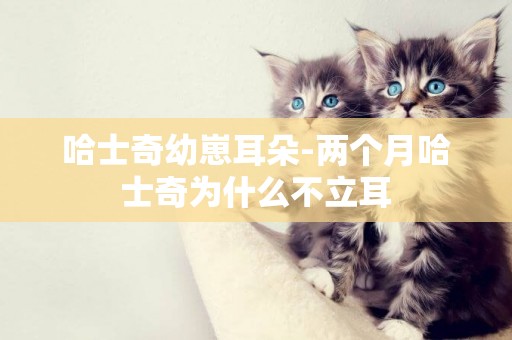哈士奇幼崽耳朵-兩個月哈士奇為什么不立耳