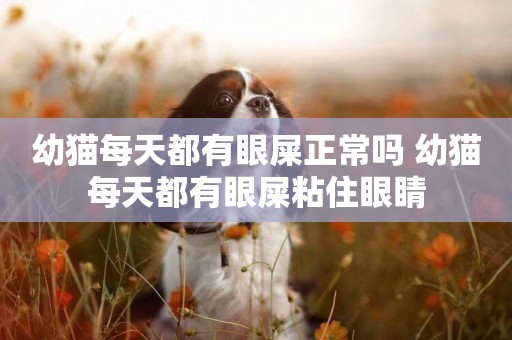 幼貓每天都有眼屎正常嗎 幼貓每天都有眼屎粘住眼睛