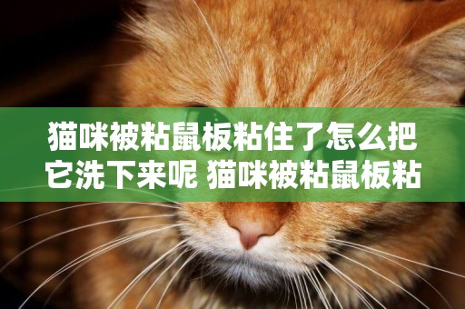 貓咪被粘鼠板粘住了怎么把它洗下來呢 貓咪被粘鼠板粘住了