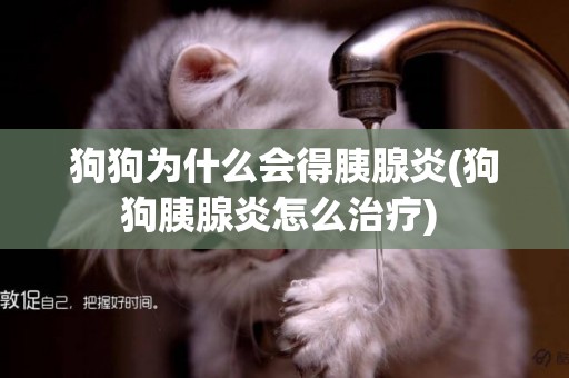 狗狗為什么會得胰腺炎(狗狗胰腺炎怎么治療) 