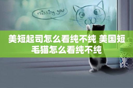 美短起司怎么看純不純 美國短毛貓怎么看純不純