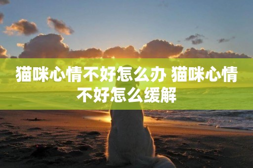 貓咪心情不好怎么辦 貓咪心情不好怎么緩解