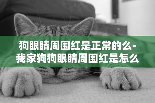 狗眼睛周圍紅是正常的么-我家狗狗眼睛周圍紅是怎么回事阿？