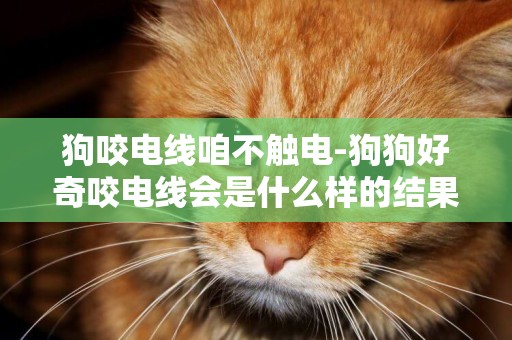 狗咬電線咱不觸電-狗狗好奇咬電線會是什么樣的結果？