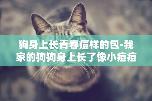 狗身上長青春痘樣的包-我家的狗狗身上長了像小痘痘一樣的東西