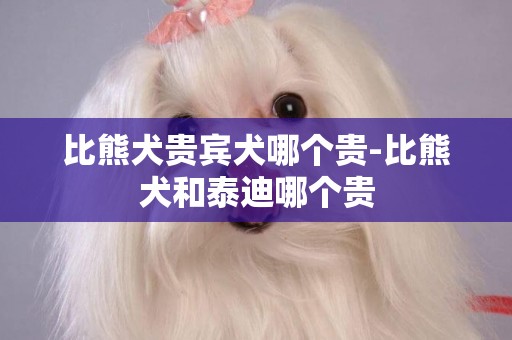 比熊犬貴賓犬哪個貴-比熊犬和泰迪哪個貴