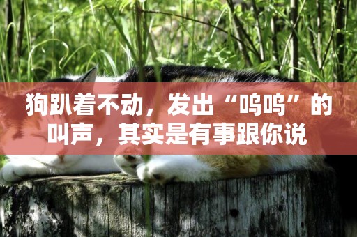 狗趴著不動，發出“嗚嗚”的叫聲，其實是有事跟你說 