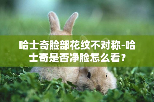 哈士奇臉部花紋不對稱-哈士奇是否凈臉怎么看？