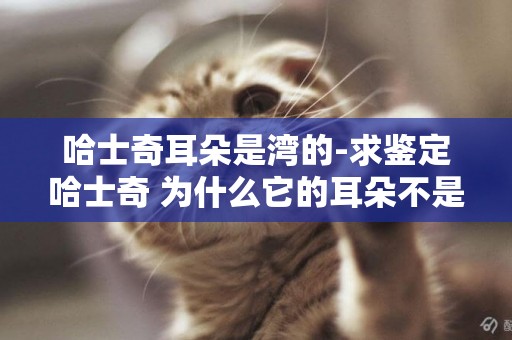 哈士奇耳朵是灣的-求鑒定哈士奇 為什么它的耳朵不是立起來的 這是純種的么？