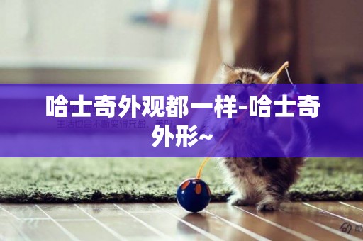 哈士奇外觀都一樣-哈士奇外形~