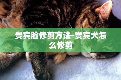 貴賓臉修剪方法-貴賓犬怎么修剪