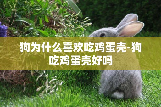 狗為什么喜歡吃雞蛋殼-狗吃雞蛋殼好嗎