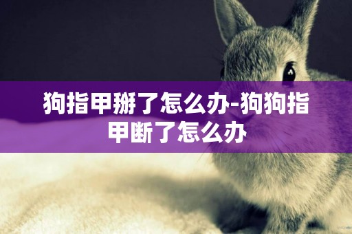 狗指甲掰了怎么辦-狗狗指甲斷了怎么辦