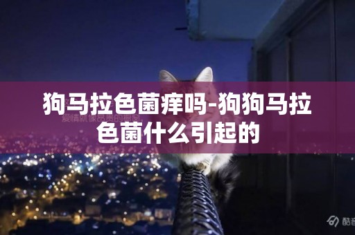 狗馬拉色菌癢嗎-狗狗馬拉色菌什么引起的
