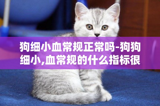 狗細小血常規正常嗎-狗狗細小,血常規的什么指標很重要