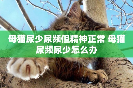 母貓尿少尿頻但精神正常 母貓尿頻尿少怎么辦