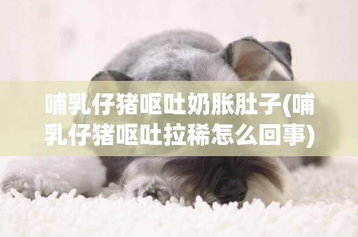 哺乳仔豬嘔吐奶脹肚子(哺乳仔豬嘔吐拉稀怎么回事) 