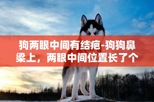 狗兩眼中間有結疤-狗狗鼻梁上，兩眼中間位置長了個皮下硬包，就是照片上那挫毛的位置，無掉毛，化腫等癥狀