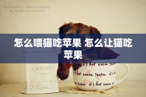 怎么喂貓吃蘋果 怎么讓貓吃蘋果